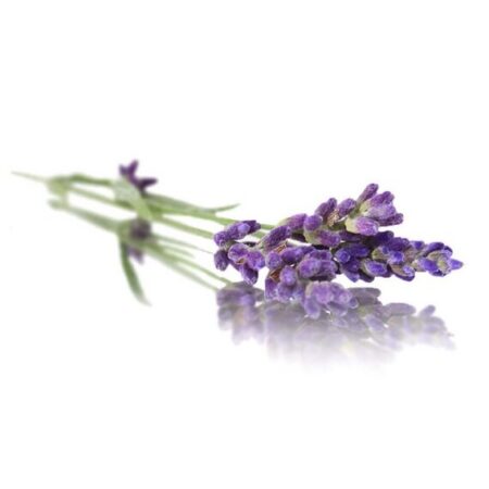 Etherische olie - Lavendel